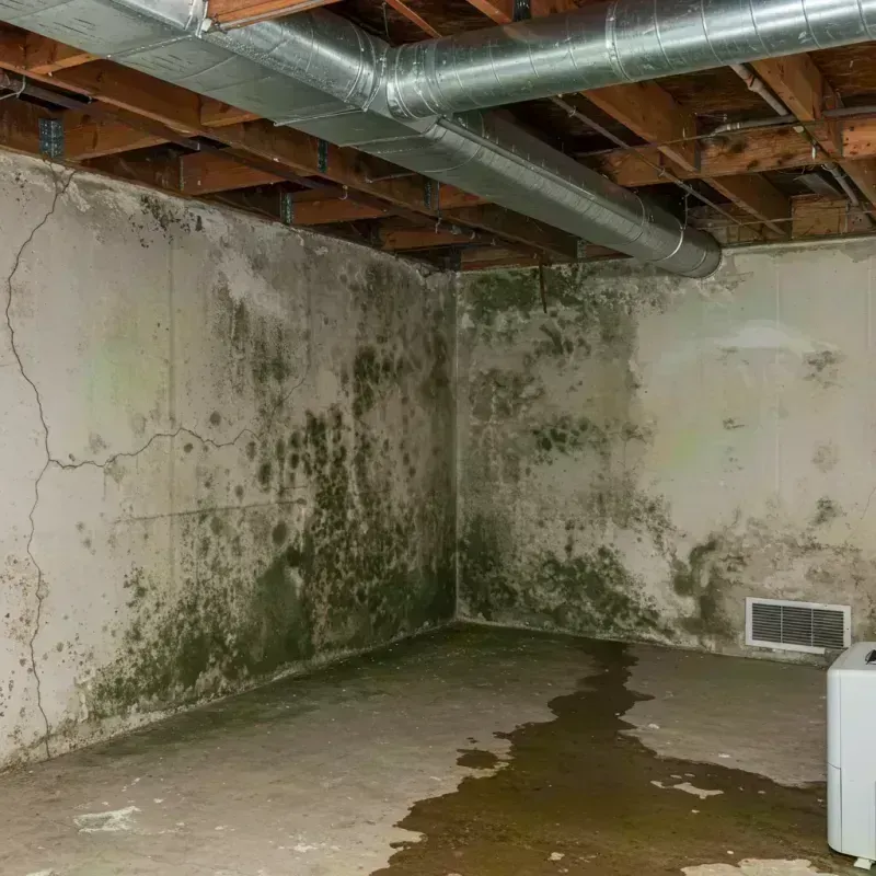 Professional Mold Removal in West Tisbury, MA